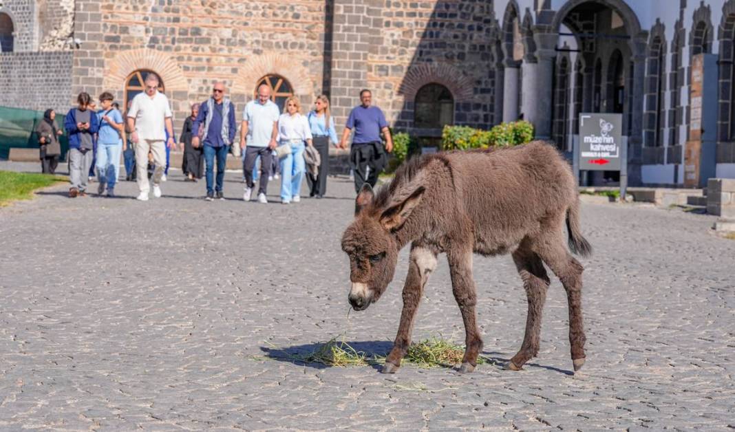Diyarbakır’da şiddetten korunan Midas’a ilgiler yoğun 5